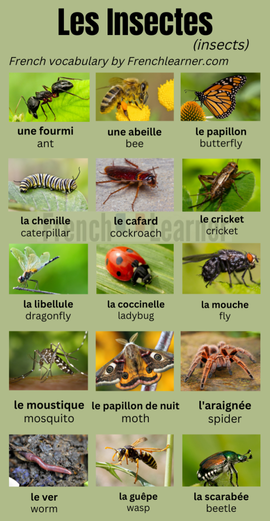 First 100 French Words - Animals (MY 100 FIRST FRENCH WORDS)