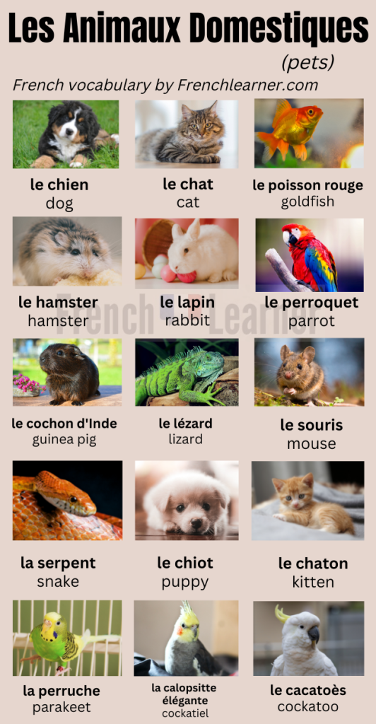French pets vocabulary