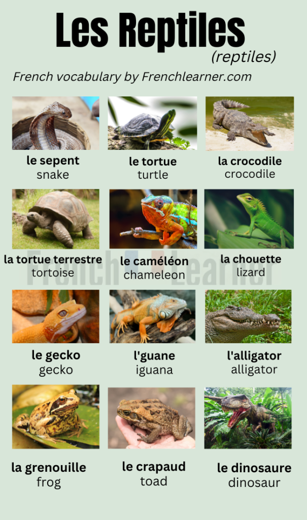 French reptile vocabulary