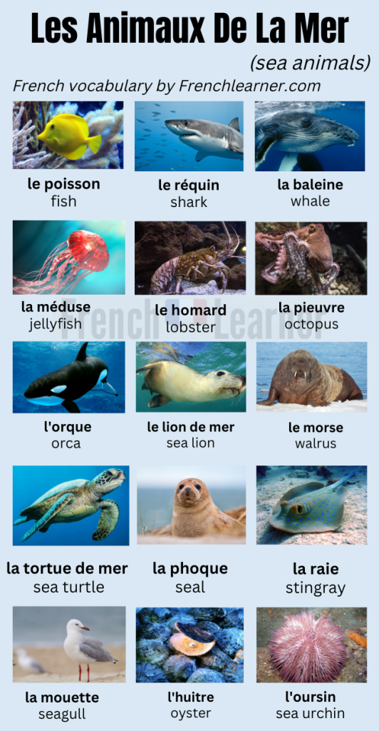 French sea animals vocabulary