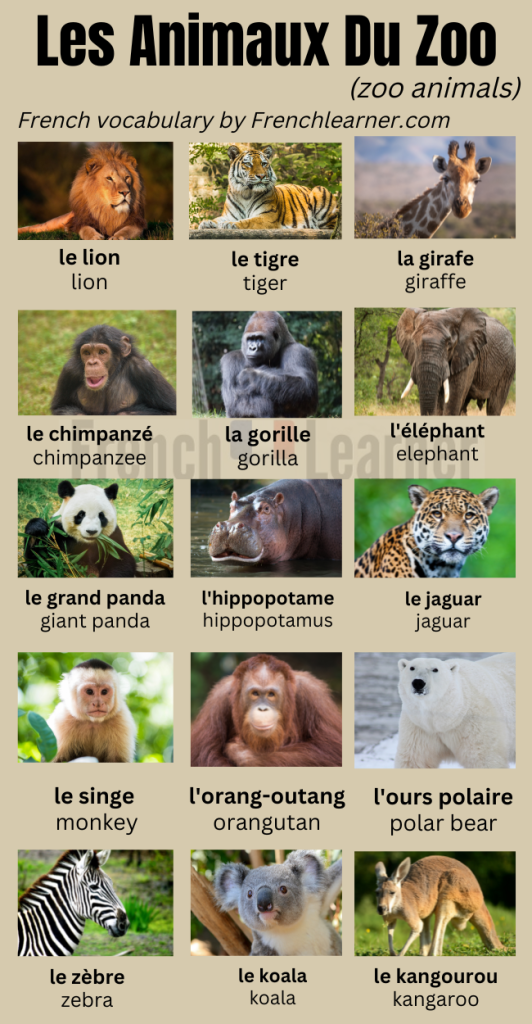 French zoo animals vocabulary