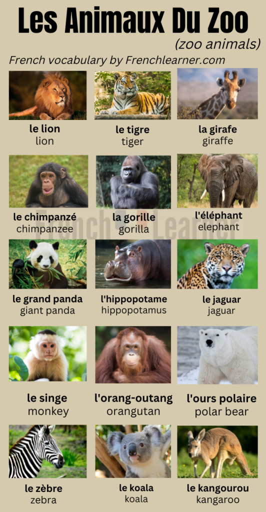 Animals Names I List of All Wild Animals