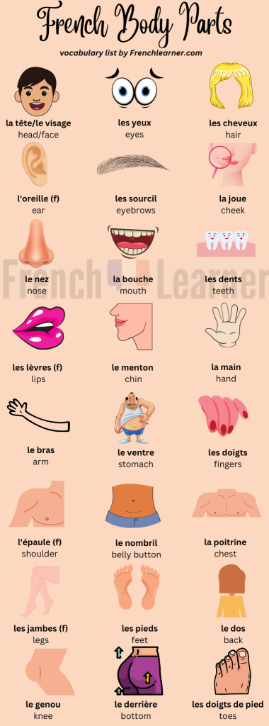 French body parts vocabulary in pictures