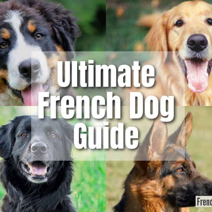 Dog In French – Complete Guide To Talk About Your “Chien”