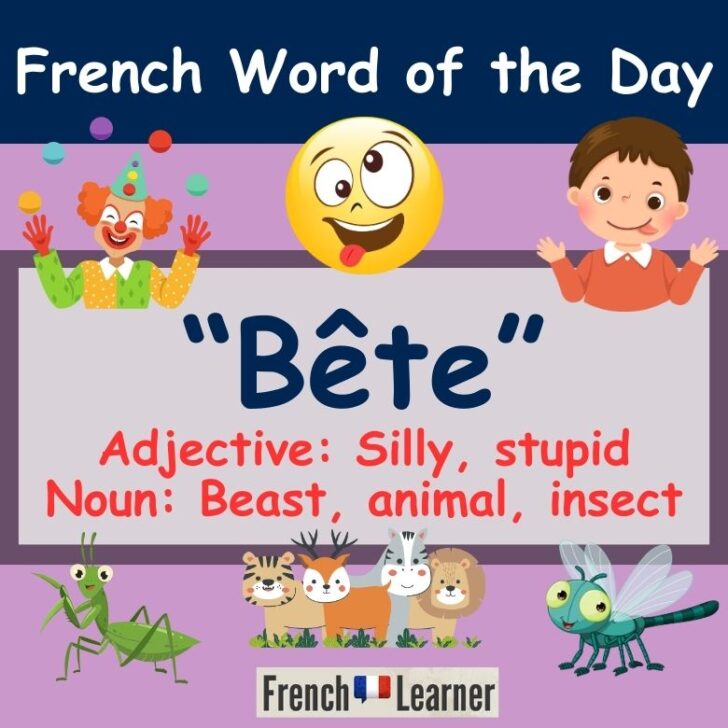 Bête – Meaning & Translation – Silly, Stupid in French