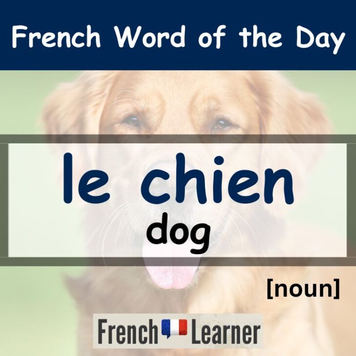 Chien – Dog
