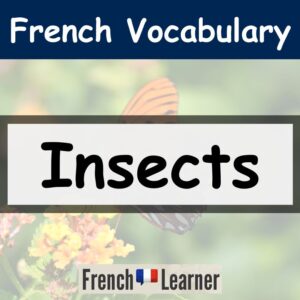 Insect Vocabulary